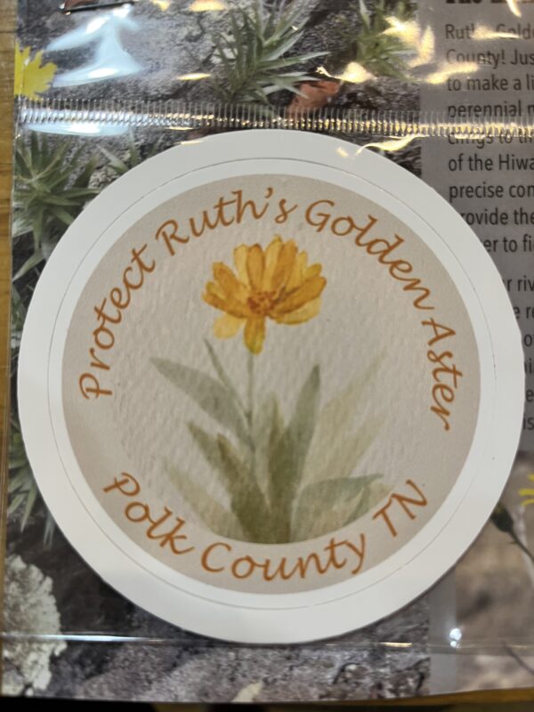 Ruth's Golden Aster - Image 2